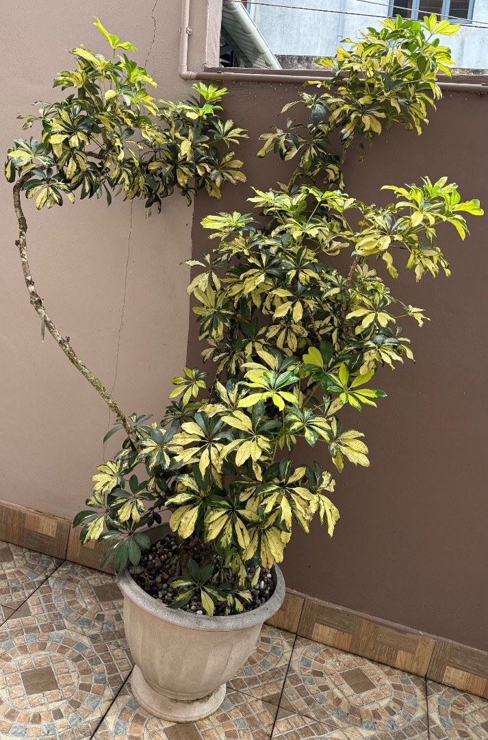 Schefflera Plant in Large Pot thumbnail 2