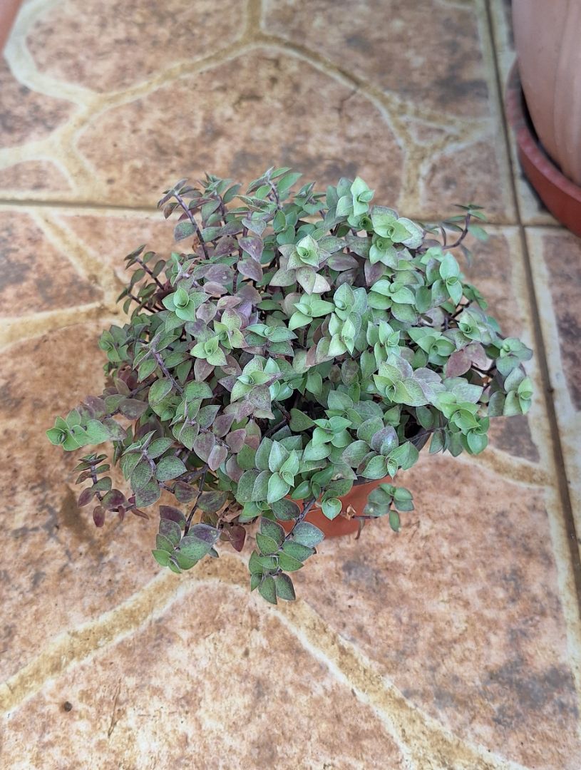 Callisia Repens Plant in Pot