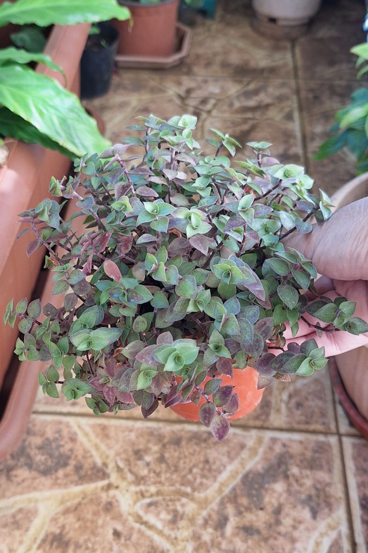 Callisia Repens Plant in Pot thumbnail 2