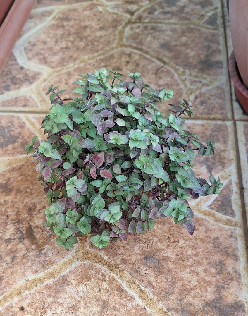 Callisia Repens Plant in Pot thumbnail 3