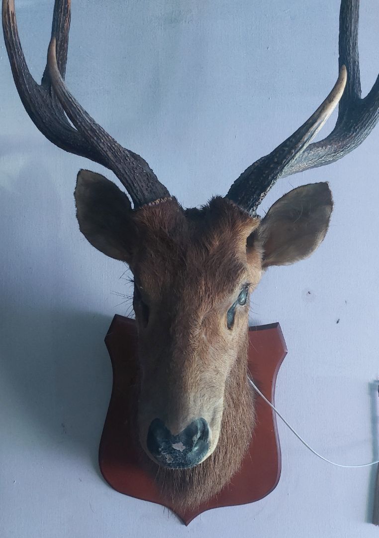 Taxidermy Deer Head Wall Mount Brown
