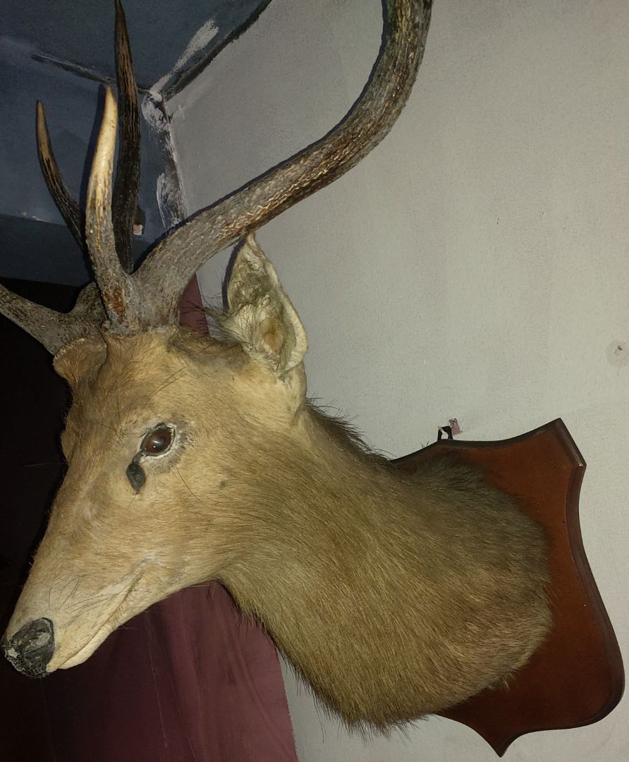 Taxidermy Deer Head Wall Mount Brown thumbnail 2