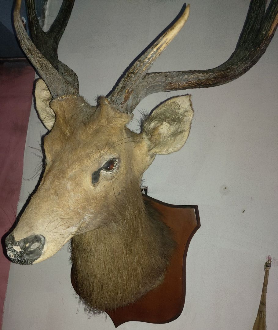 Taxidermy Deer Head Wall Mount Brown thumbnail 3