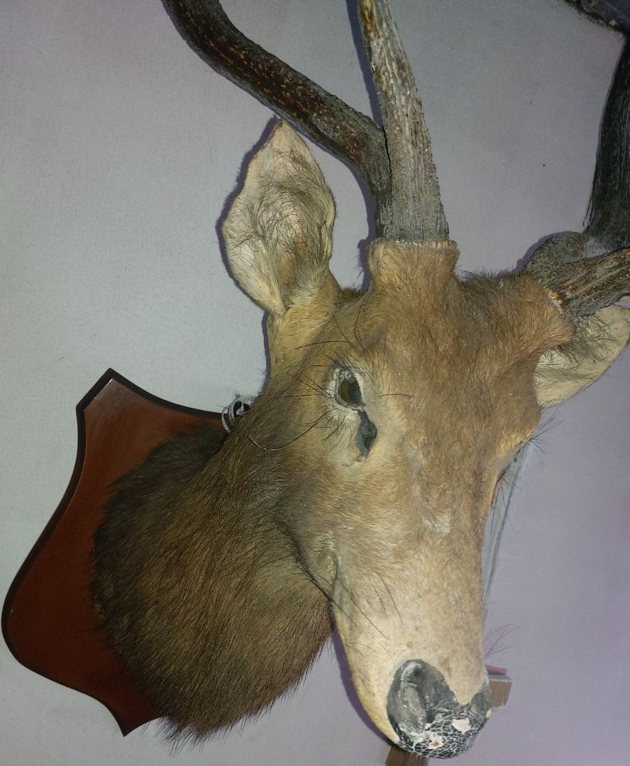 Taxidermy Deer Head Wall Mount Brown thumbnail 4