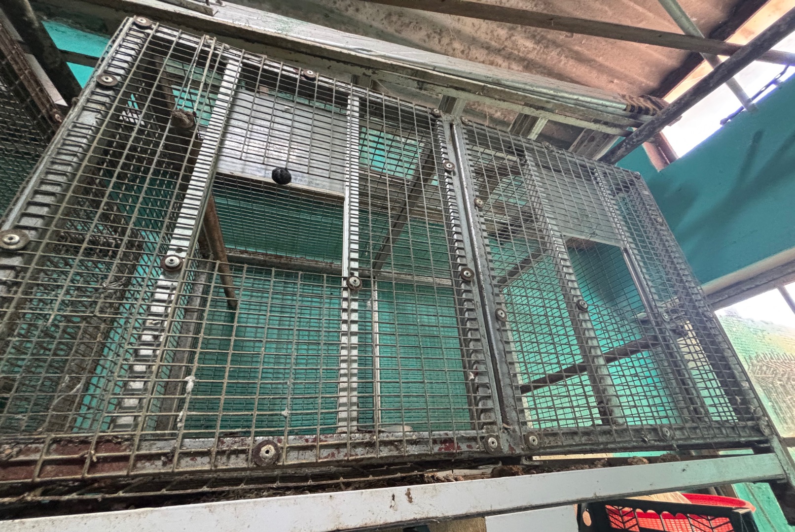 Bird Cage for Cockatiel and Cato 3ft x 2ft x 2ft - Image 1 of 4