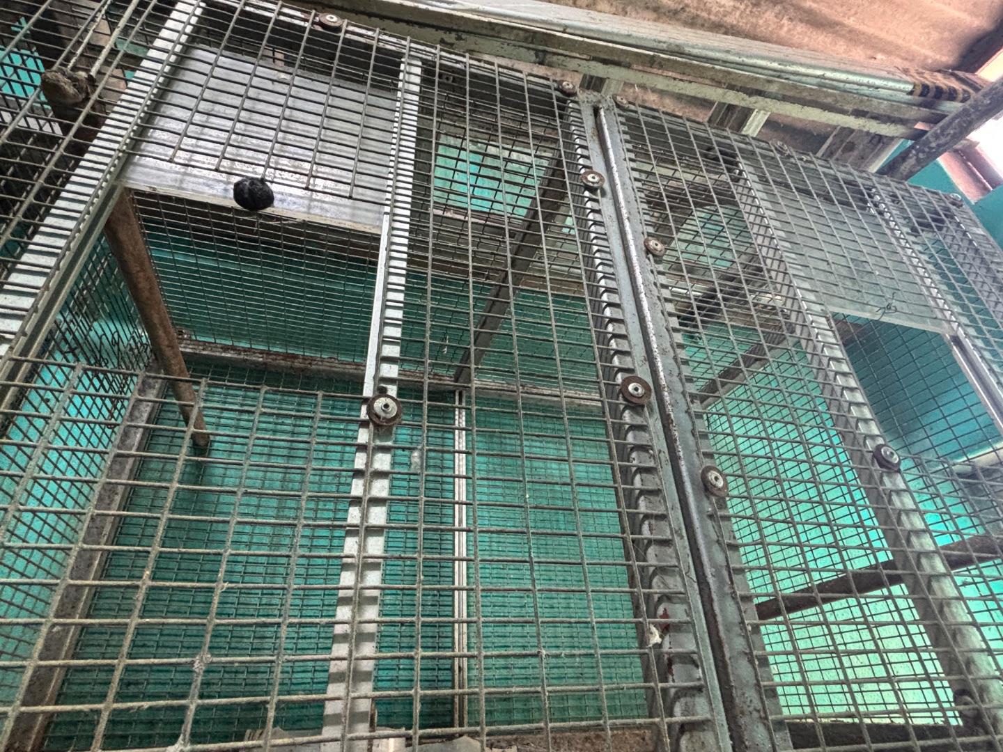 Bird Cage for Cockatiel and Cato 3ft x 2ft x 2ft thumbnail 2
