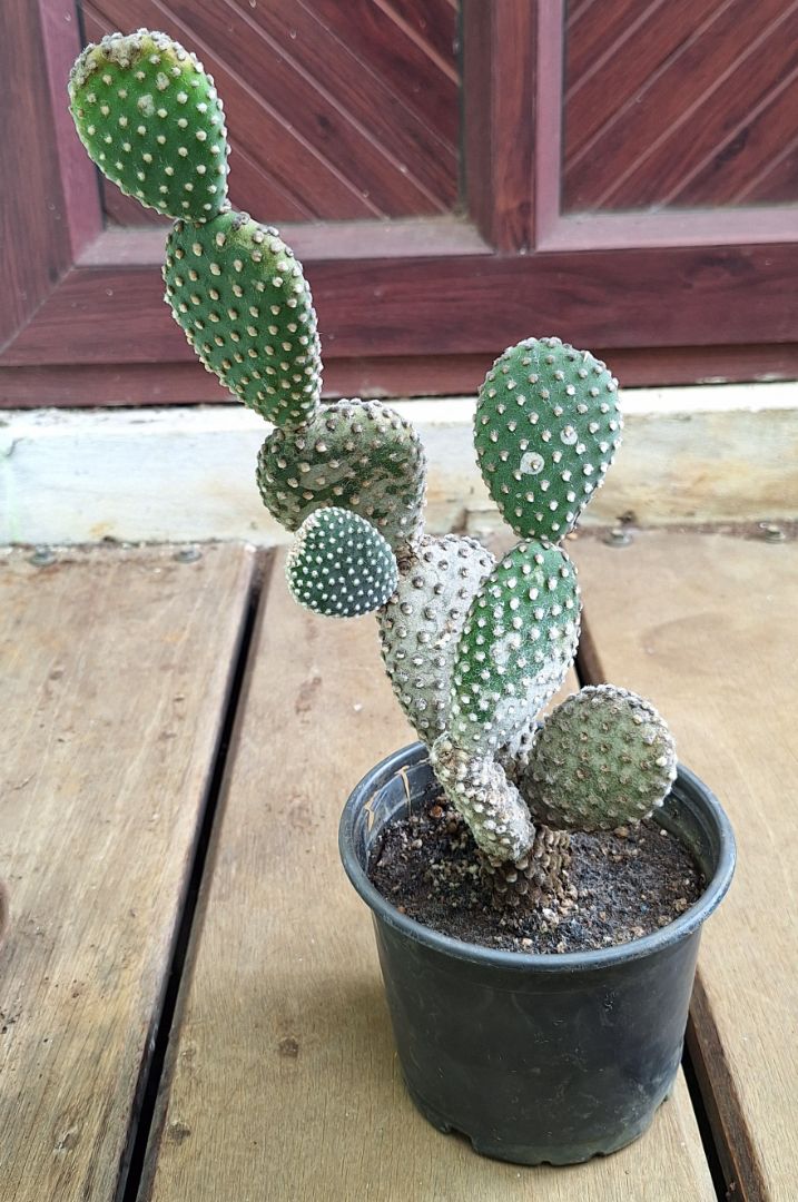 Opuntia Microdasys Cactus in Pot Green thumbnail 2