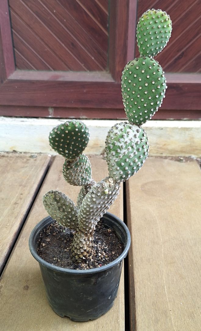 Opuntia Microdasys Cactus in Pot Green thumbnail 3