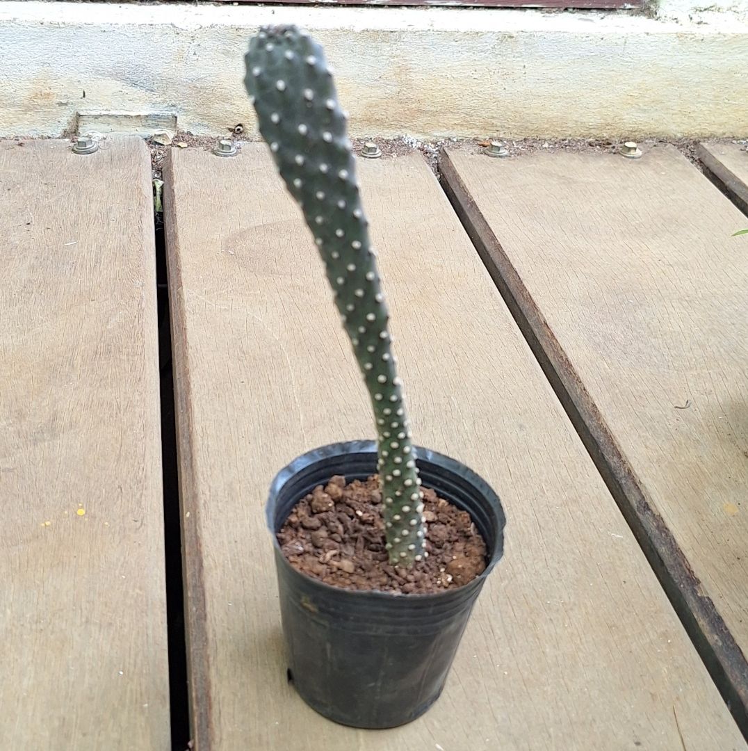 Cactus rs 125/150/175 thumbnail 2
