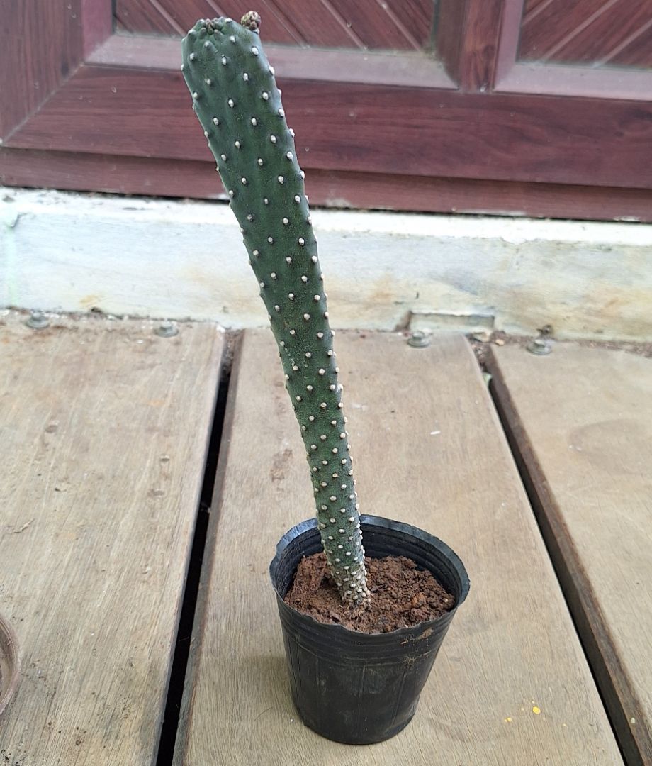 Cactus rs 125/150/175 thumbnail 3