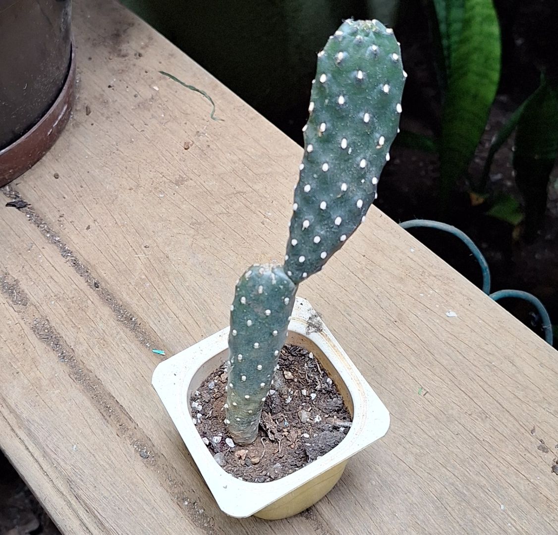 Cactus rs 125/150/175 thumbnail 4