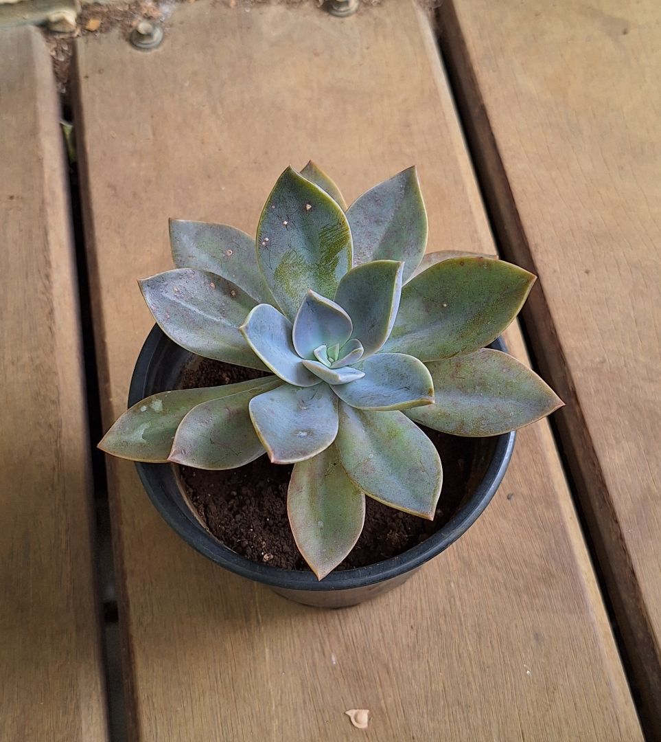 Potted Succulent Plant rs 250 each