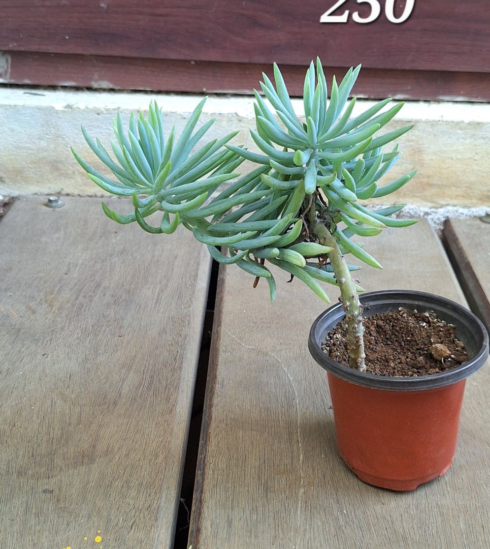 Potted Succulent Plant rs 250 each thumbnail 2