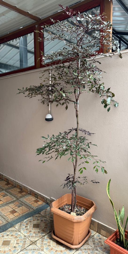 Tall Plant thumbnail 2