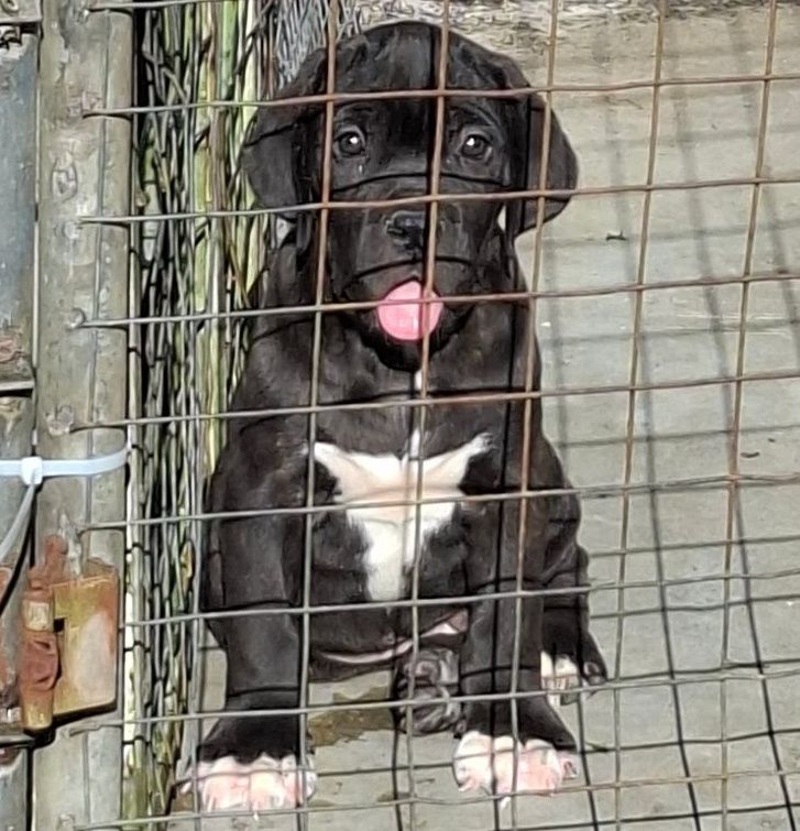 Cute Black and White Puppy - Image 1 of 1