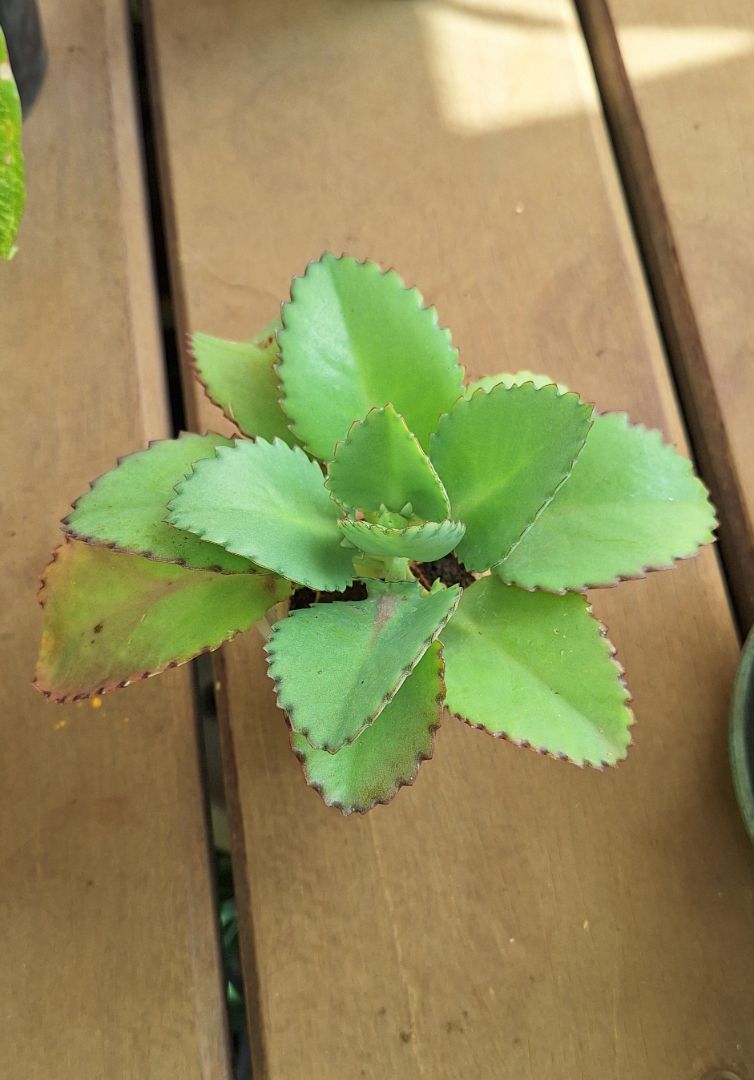 Kalanchoe Succulent Plant Green thumbnail 2
