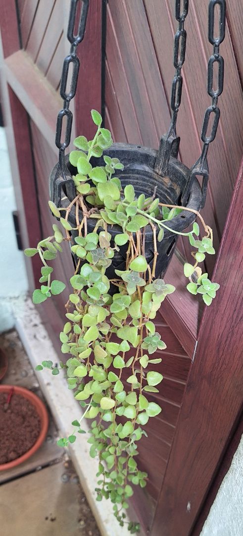 Trailing Succulent thumbnail 2