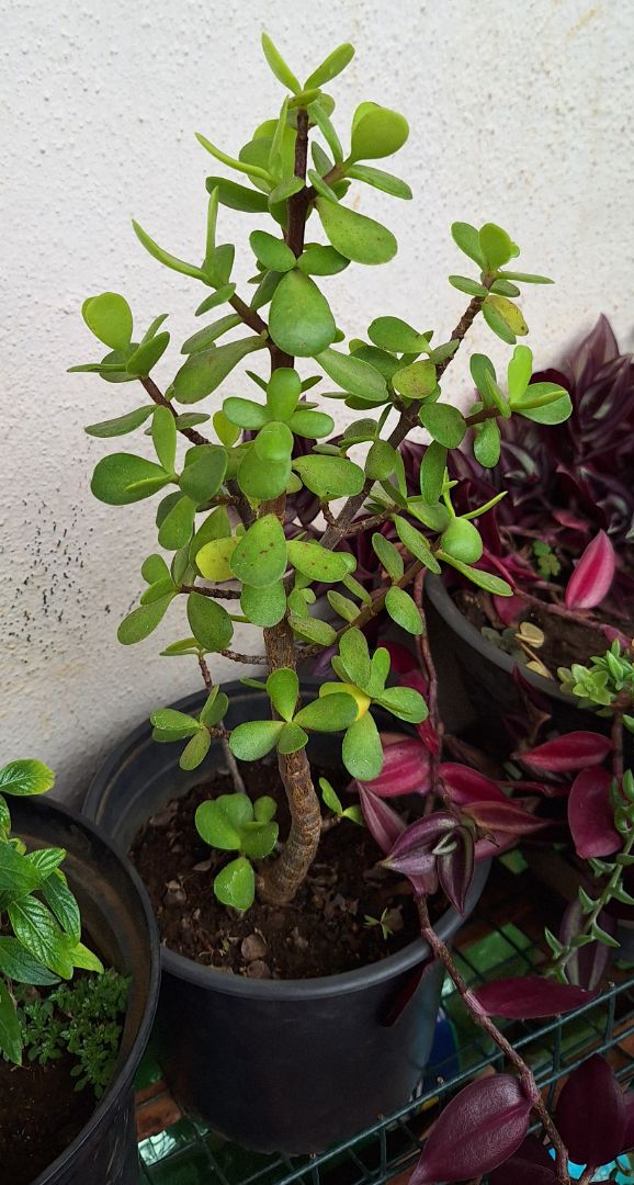Jade Plant Succulent in Pot Green thumbnail 2