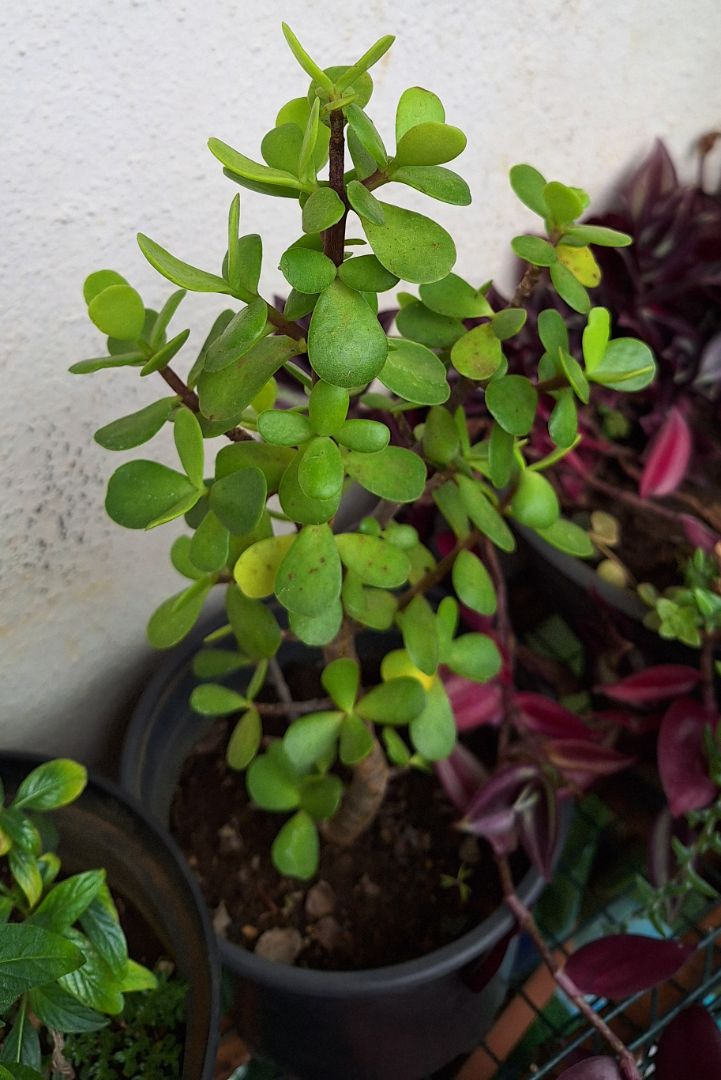 Jade Plant Succulent in Pot Green thumbnail 3